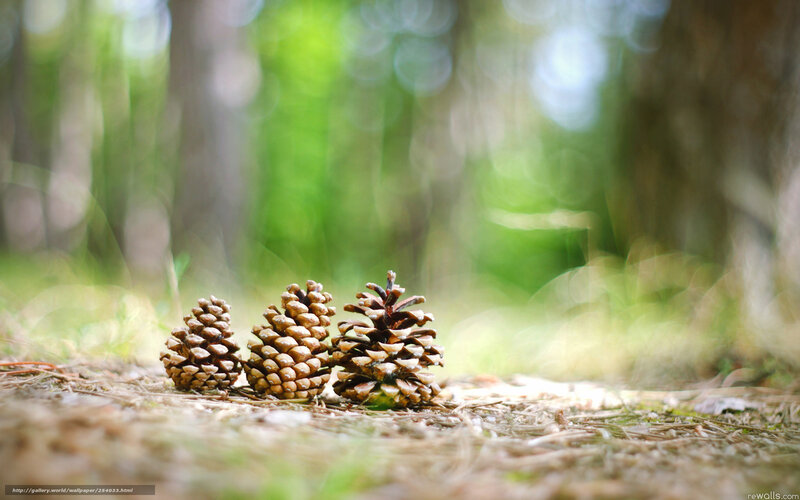 Three pine cones in forest