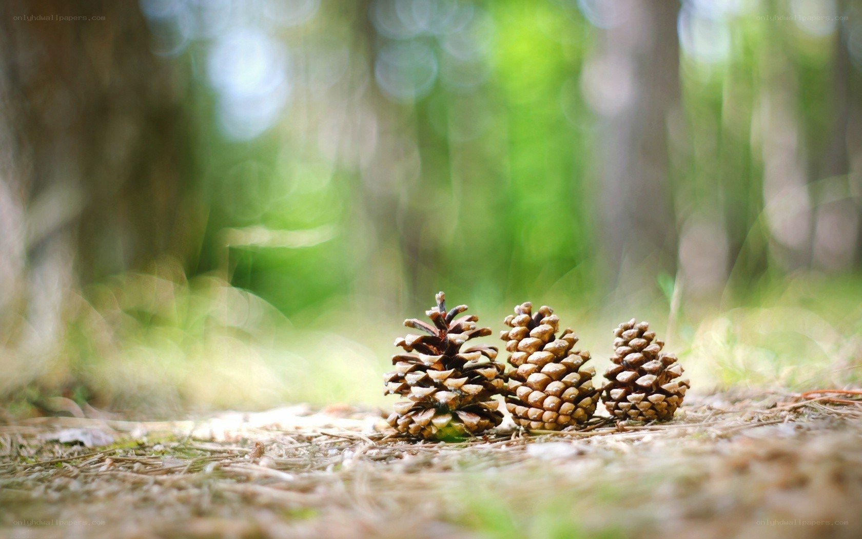 Three pine cones in the forest