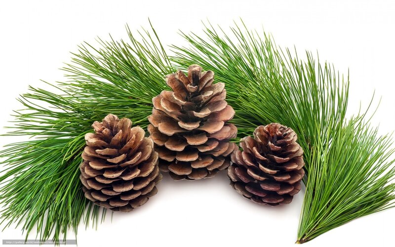 Three Pine Cones