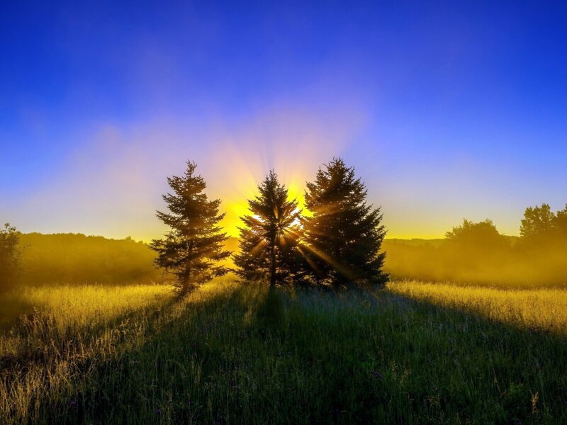 Three Pine Trees at Sunrise