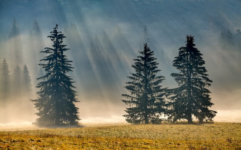 Three Pine Trees in Fog