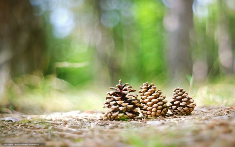Three Pinecones on Forest Floor
