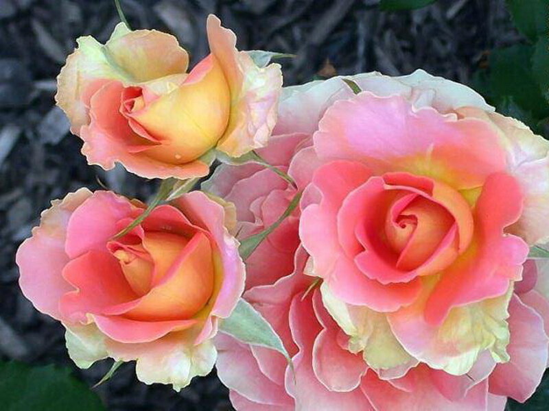 Three Pink and Yellow Roses — Calm