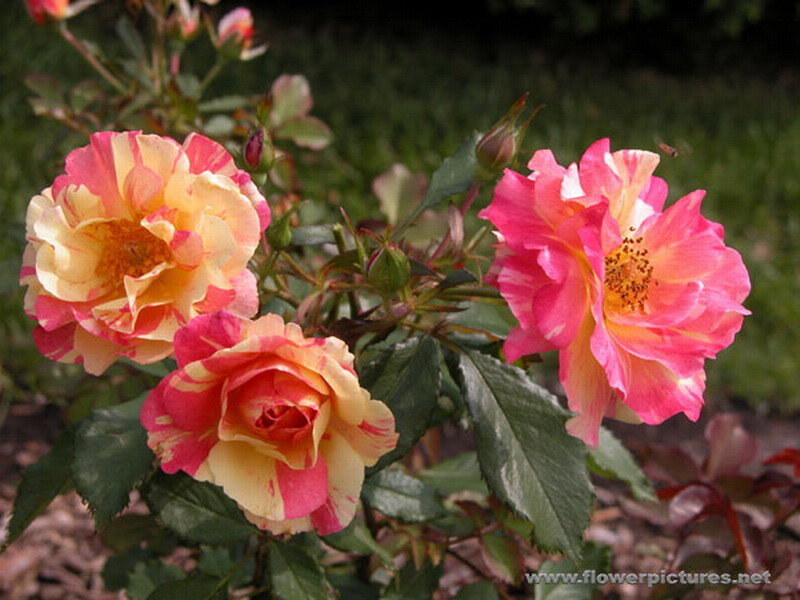 Three Pink and Yellow Roses