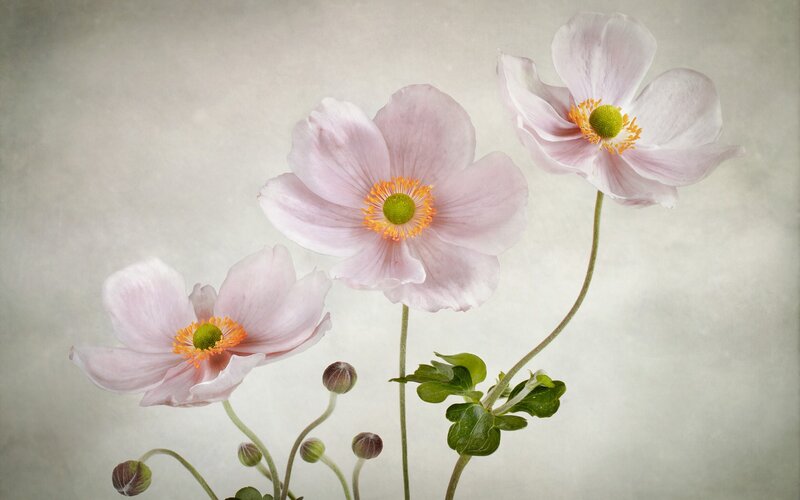 Three Pink Anemone Flowers