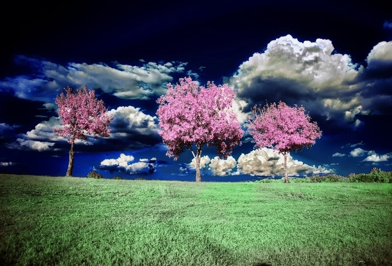 Three Pink-blossom Trees