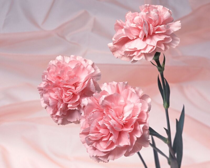 Three pink carnations on fabric