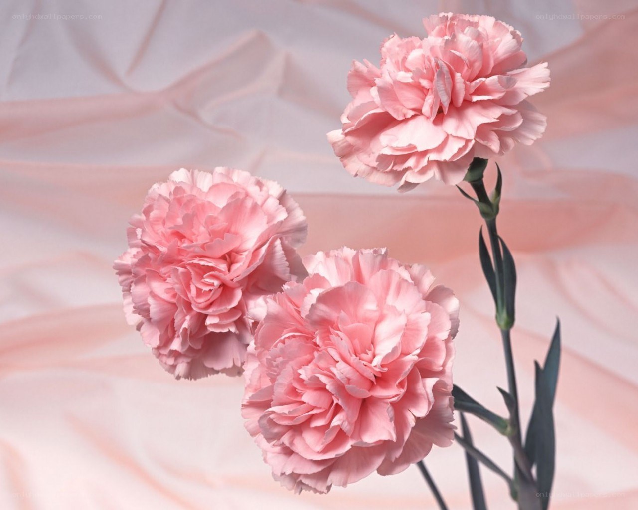 Three pink carnations on fabric