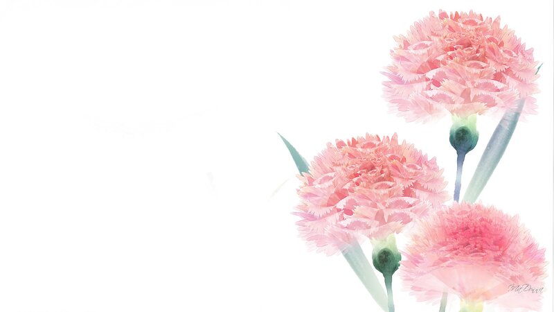 Three Pink Carnations — Serene, Digital Art
