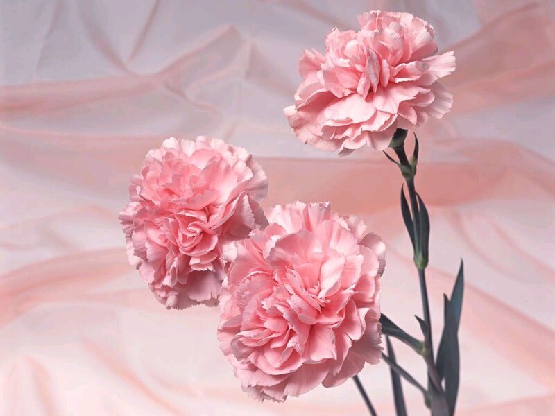Three Pink Carnations — Serene