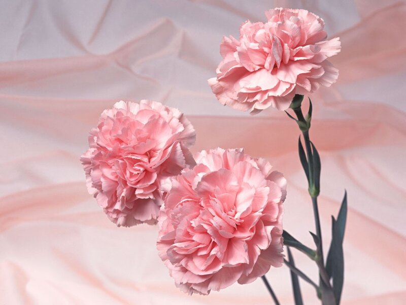 Three pink carnations
