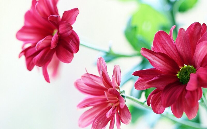Three Pink Chrysanthemums — Calm