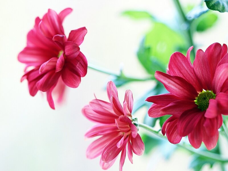Three Pink Chrysanthemums — Serene