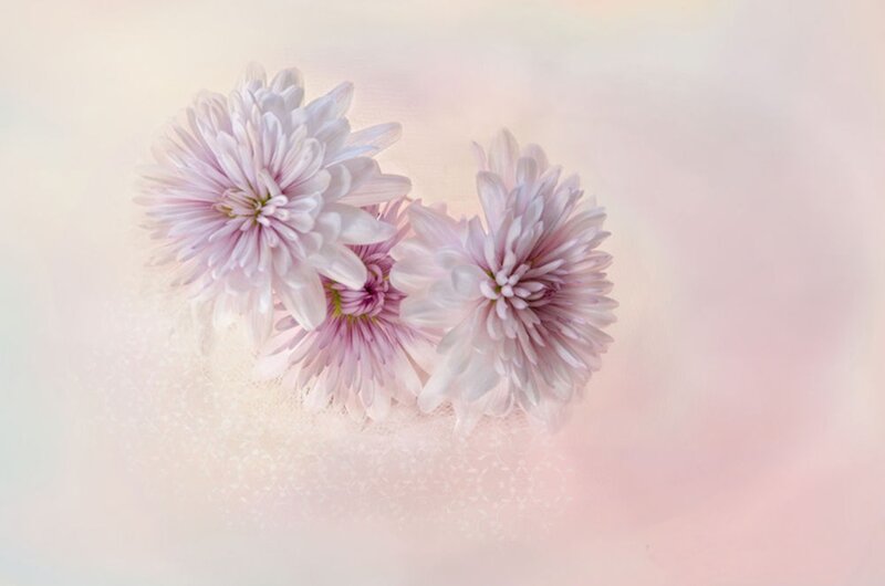 Three Pink Chrysanthemums