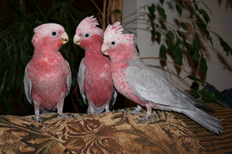 Three pink cockatoos on a cushion