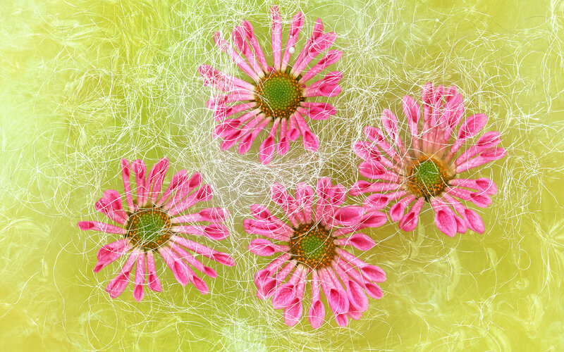 Three Pink Coneflowers