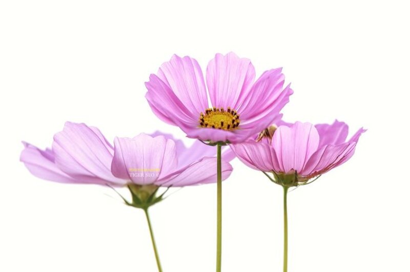 Three Pink Cosmos Flowers