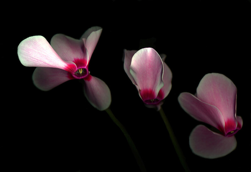 Three pink cyclamen flowers