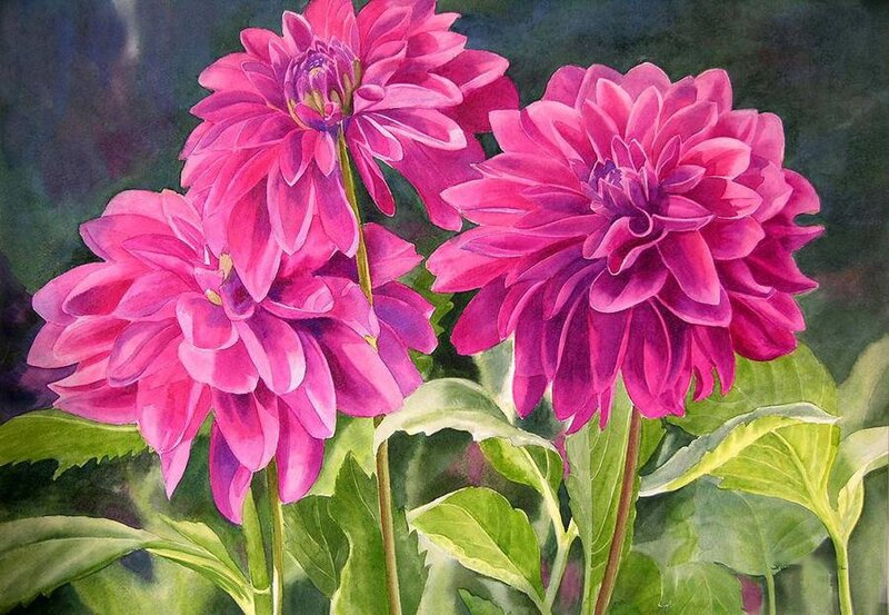 Three Pink Dahlias