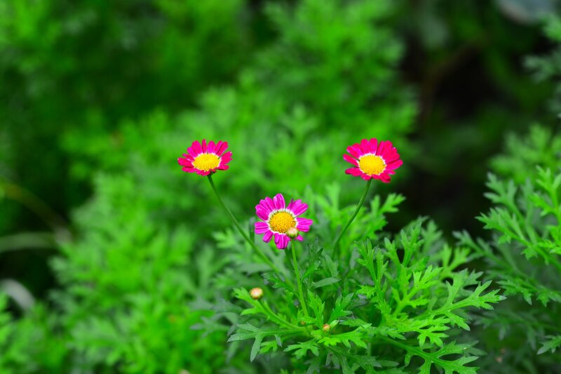 Three Pink Daisies — Calm, Spring