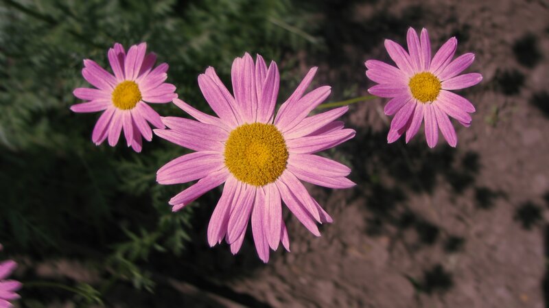 Three Pink Daisies