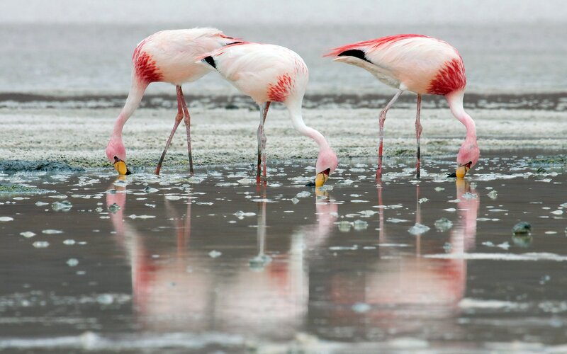 Three Pink Flamingos — Calm, Photograph