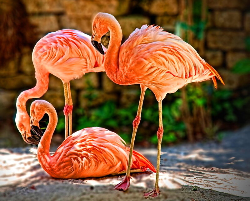 Three Pink Flamingos — Calm