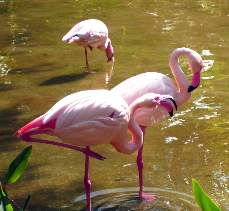Three Pink Flamingos — Serene, Afternoon