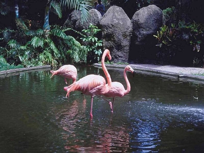 Three Pink Flamingos — Serene
