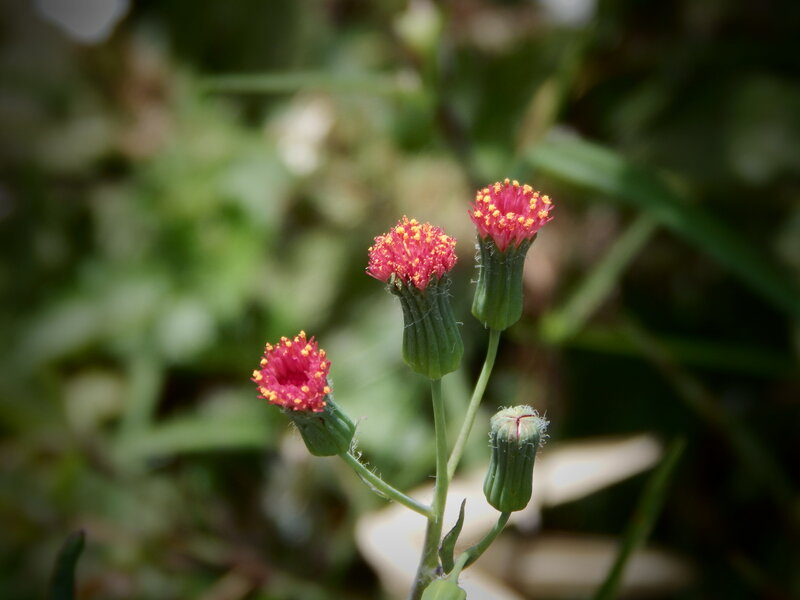Three Pink Flower Buds