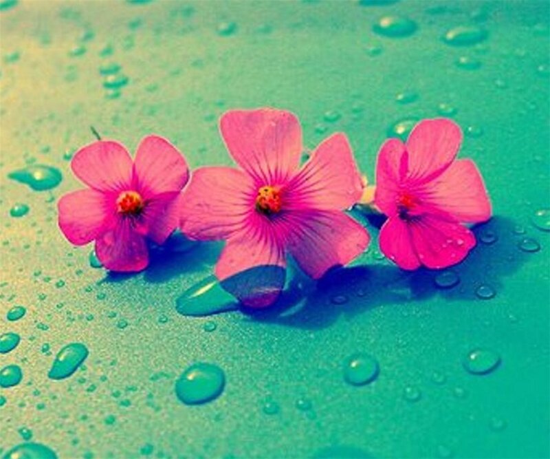 Three Pink Flowers — Calm, Photograph