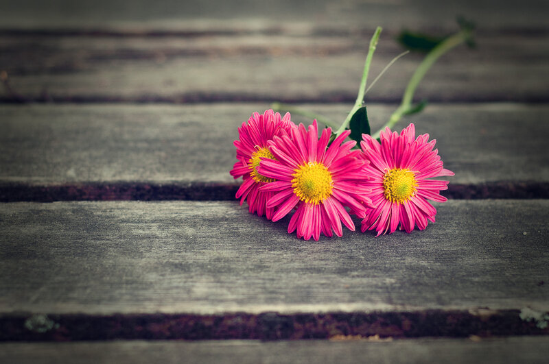 Three Pink Flowers — Calm
