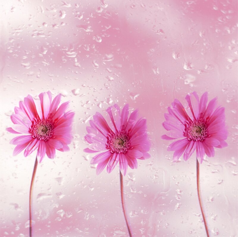 Three Pink Flowers — Serene