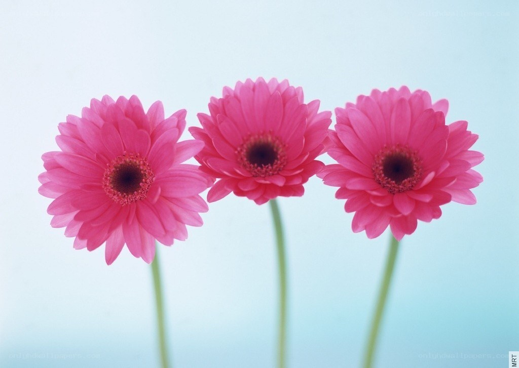 Three pink gerbera daisies
