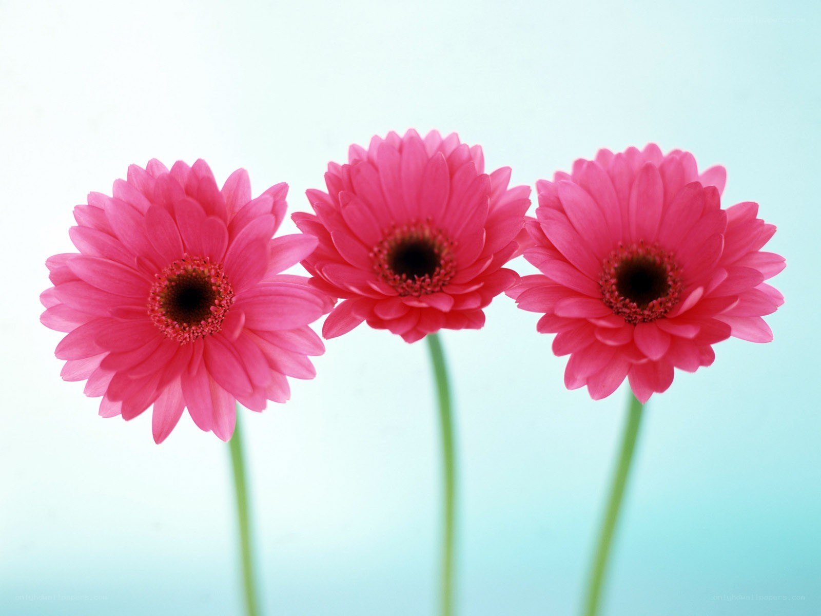 Three pink gerbera daisies
