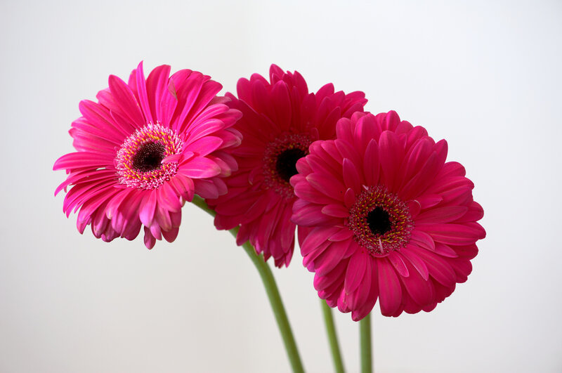 Three Pink Gerbera Daisies — Calm, Photograph, Flowers