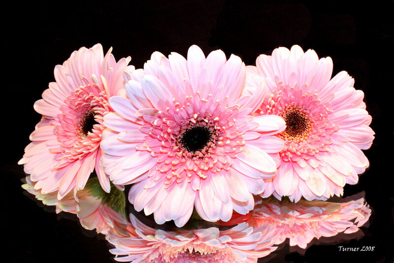 Three Pink Gerbera Daisies — Calm, Photograph