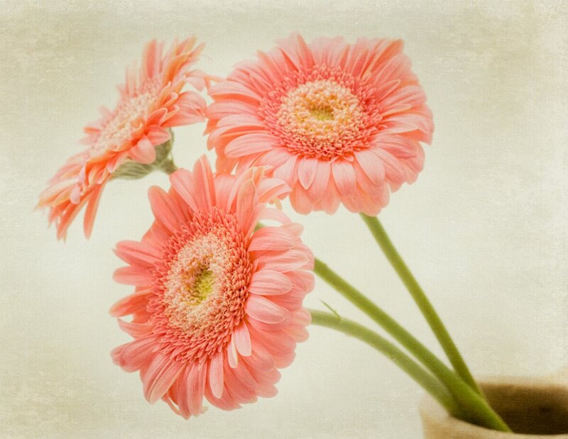 Three Pink Gerbera Daisies — Serene, Photograph