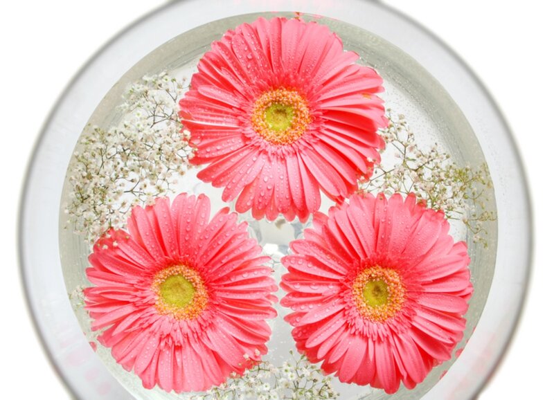 Three Pink Gerbera Daisies — Serene