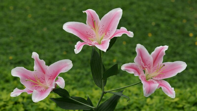 Three Pink Lilies
