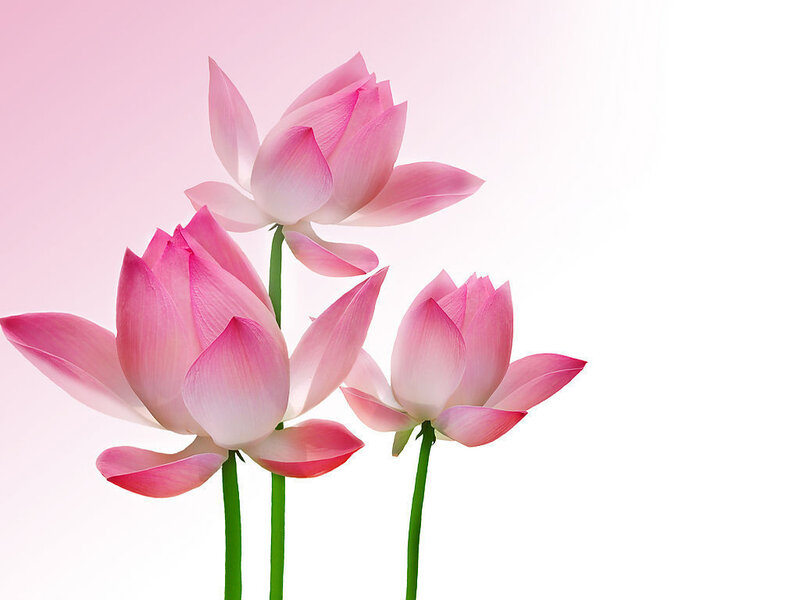 Three Pink Lotus Flowers
