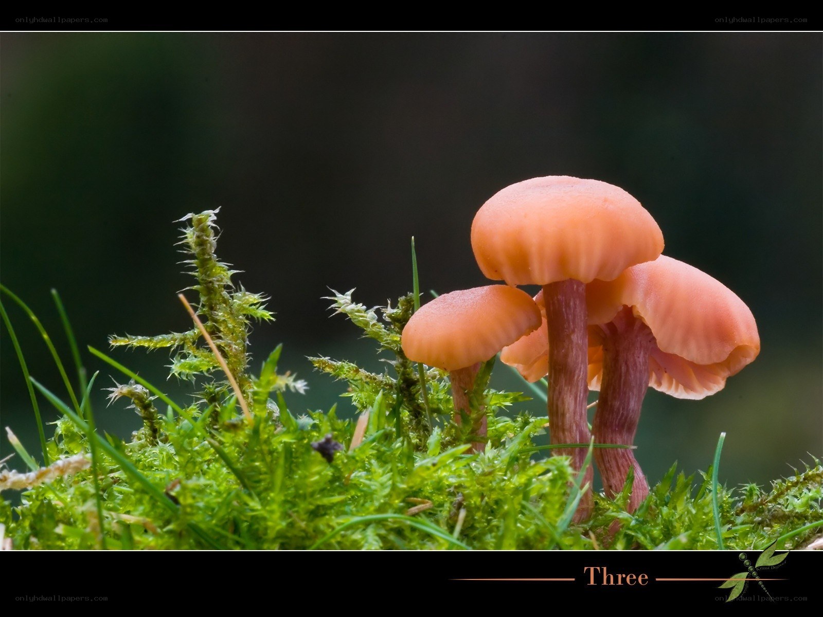 Three pink mushrooms in moss