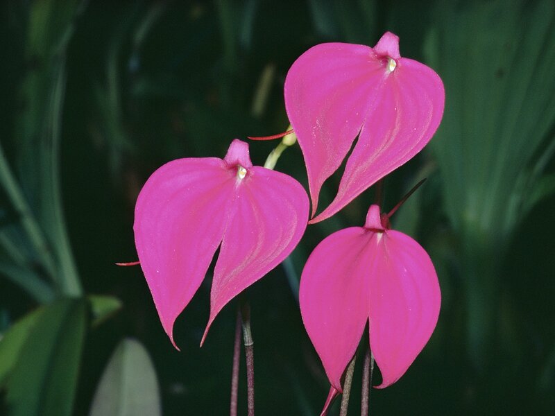 Three pink orchid flowers
