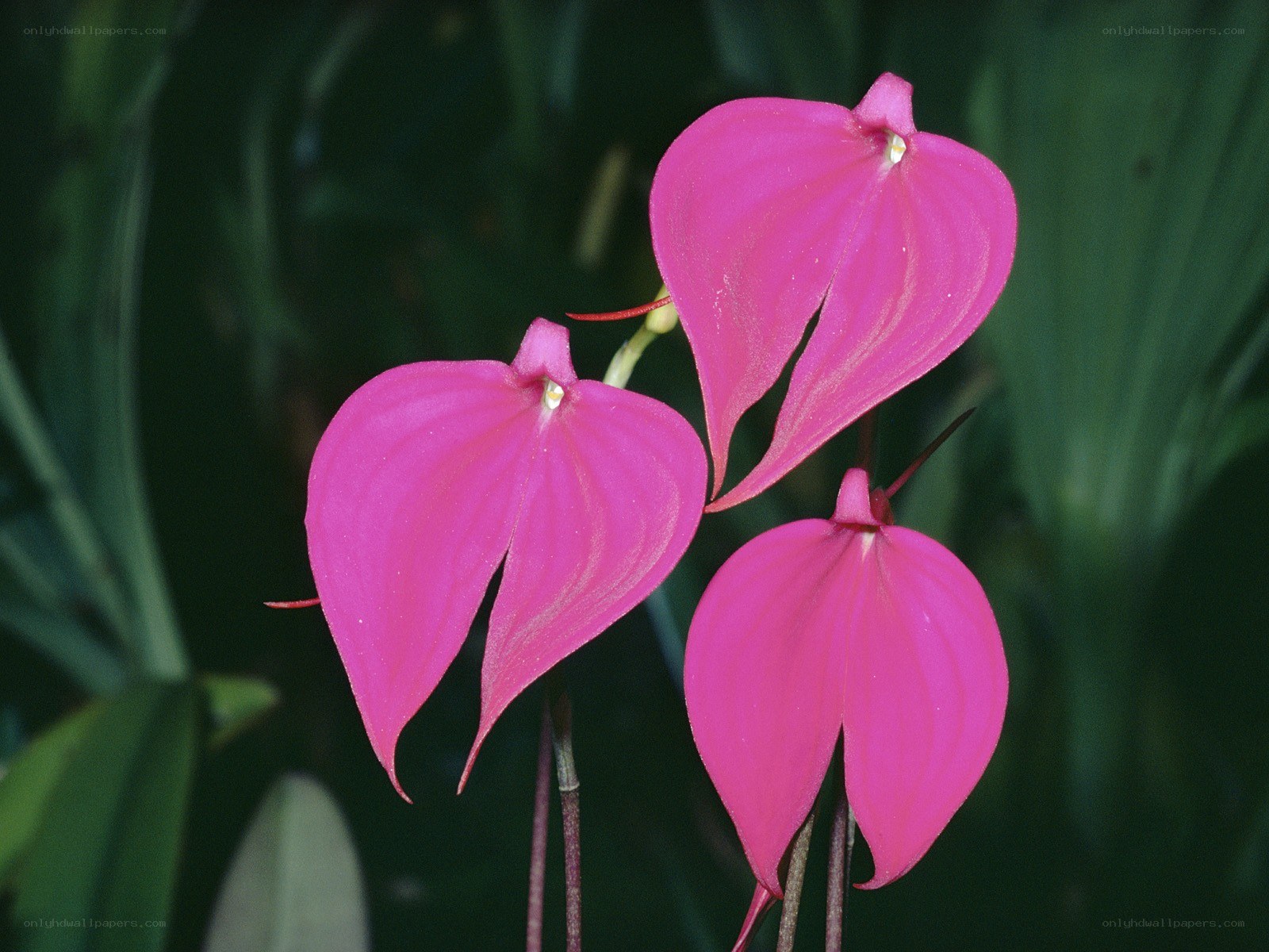 Three pink orchid flowers