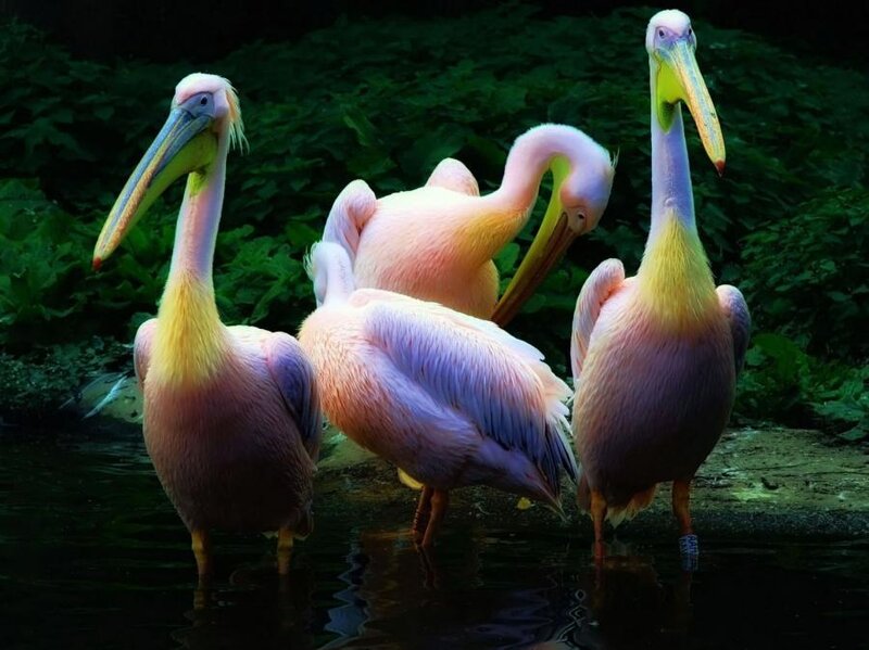 Three Pink Pelicans