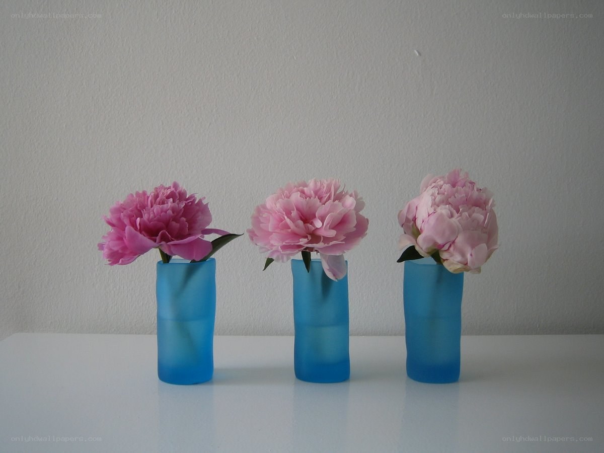 Three pink peonies in blue vases