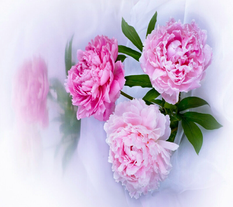 Three Pink Peonies