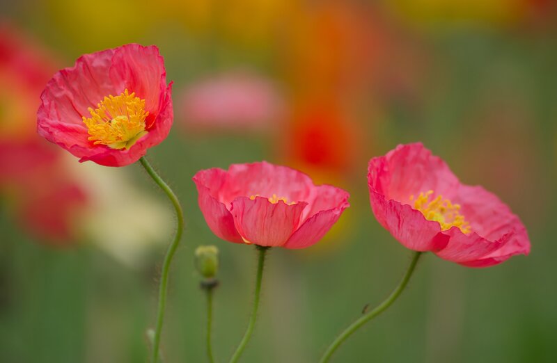 Three Pink Poppies