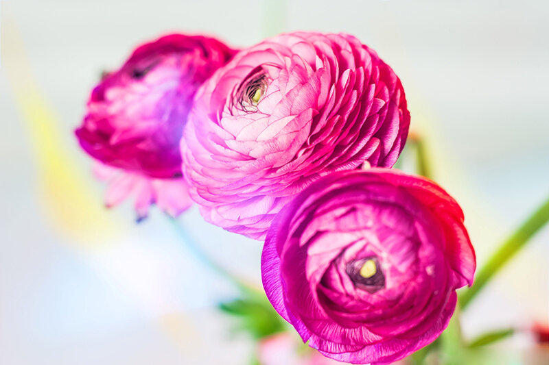 Three Pink Ranunculus Flowers