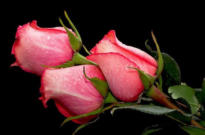 Three Pink Rose Buds